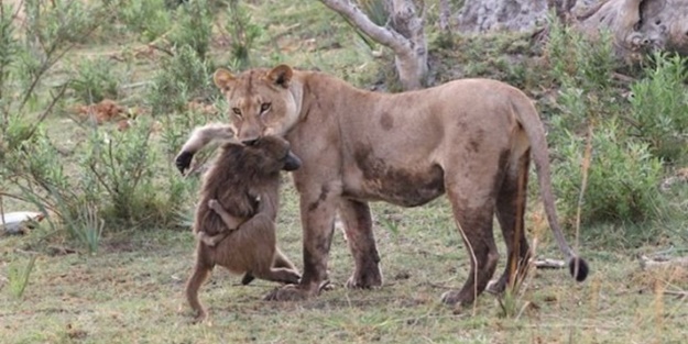 Annesini öldürdüğü maymuna bakın ne yaptı!