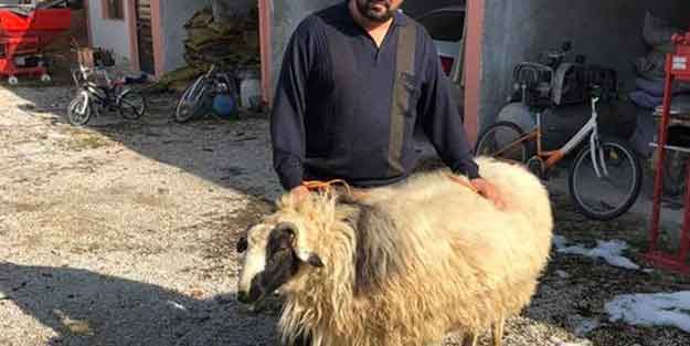 Annesini yaralayan koça bakın ne yaptı