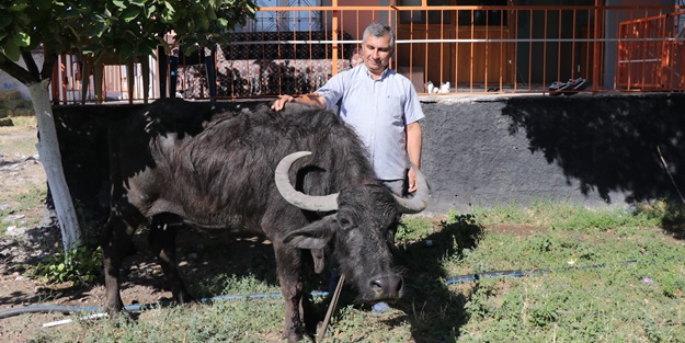 Annesinin düğün hediyesi manda geçim kaynağı oldu