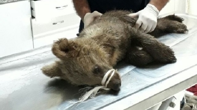 Annesinin terk ettiği ayı ölmek üzereyken bulundu