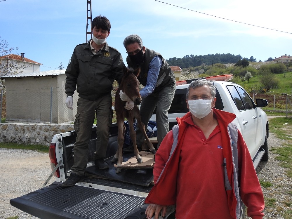 Annesinin terk ettiği yılkı tayına milli park görevlileri sahip çıktı 