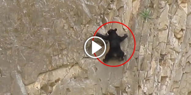 Annesiyle birlikte dik kayalığa tırmanan yavru ayı