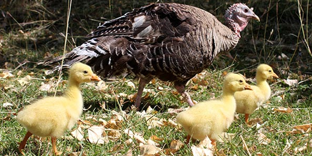 Annesiz kalan Çin Kazı yavrularına hindi annelik yapıyor