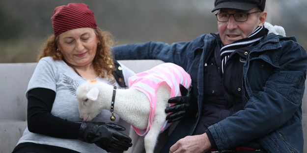 Annesiz kalan kuzuya 