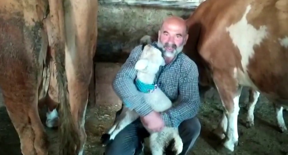 Annesiz kalan kuzuyu inek emzirdi 