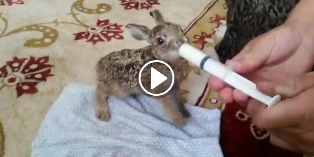 Annesiz kalan yavru sincap