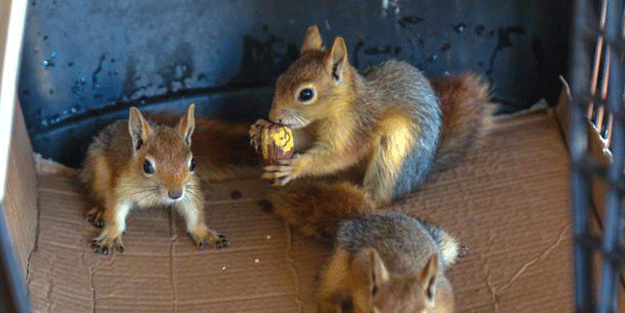 Annesiz sincaplar için harekete geçildi