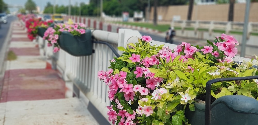 Antalya çiçeklerle donatıldı 