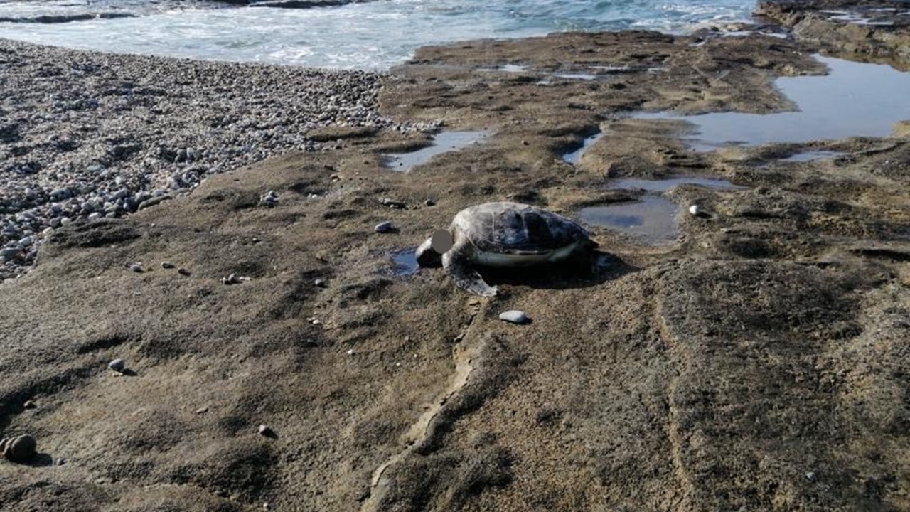 Antalya Gazipaşa’da vahşet! Caretta caretta başı kesilmiş halde ölü bulundu