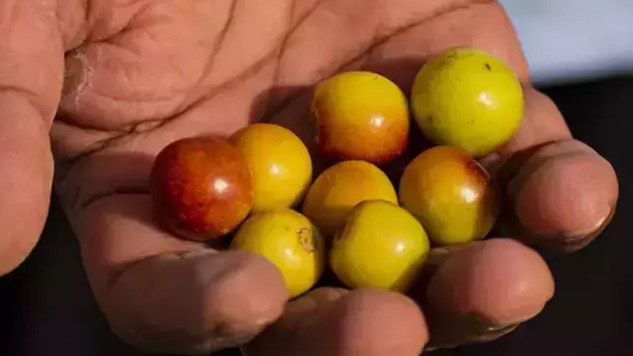 Antalya, Mersin ve Adana'da yok satıyor! Değerini Çinliler biliyor: