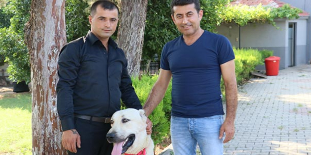 Antalya tatili ödüllü kangal 'Alemdar' bulundu