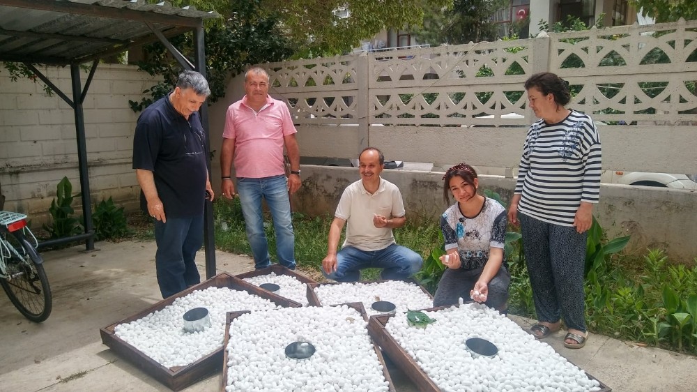 Antalya’da 10 ton ipek böceği yaş kozası üretiliyor 