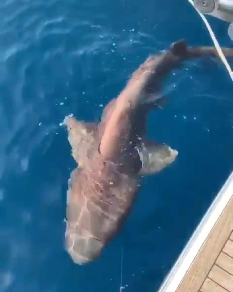 Antalya’da 2 metre boyunda köpek balığı yakalandı 