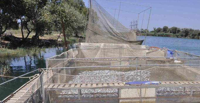 Antalya'da 600 bin alabalık telef oldu
