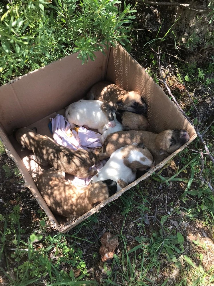 Antalya’da 7 yavrusu bulunan köpek tüfekle vurularak öldürüldü 