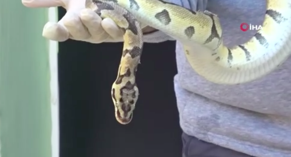 Antalya'da apartman dairesinden piton çıktı!