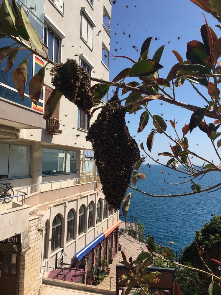 Antalya’da arı alarmı 