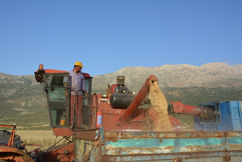 Antalya’da arpa hasatı başladı 