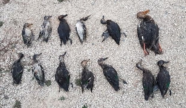 Antalya'da avladıklarına pişman oldular! Dev ceza