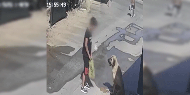 Antalya'da başıboş köpek dehşeti!