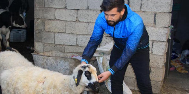 Antalya'da canavar alarmı! Koyunları parçalayan hayvanın türü bilinmiyor