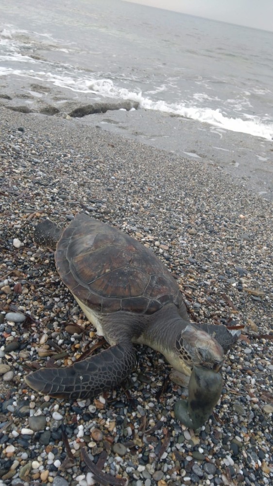 Antalya’da caretta caretta ölüsü sahile vurdu 