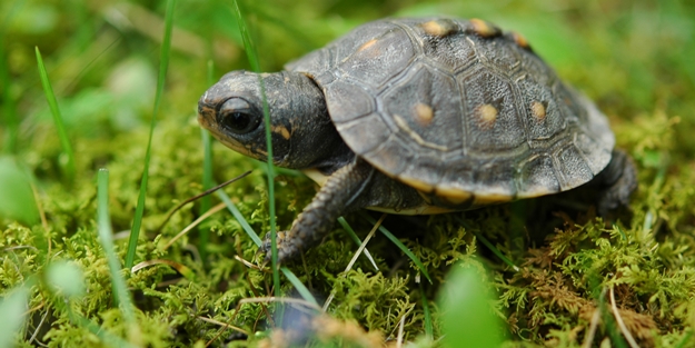 Antalya'da caretta carettalar denize inmeye başladı