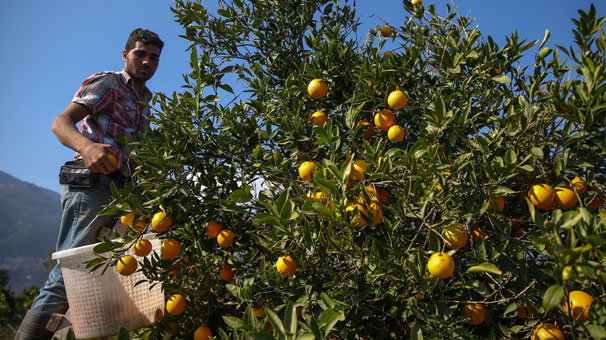 Antalya'da erken portakal hasadı başladı
