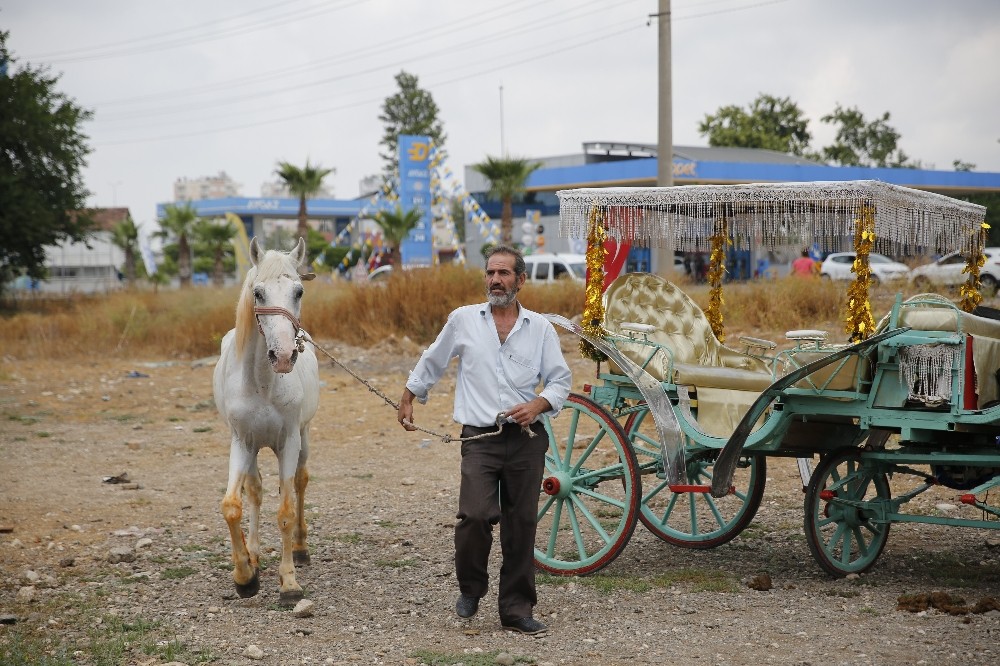 Antalya’da fayton dönemi sona erdi, atlar hayvanat bahçesine teslim edildi 