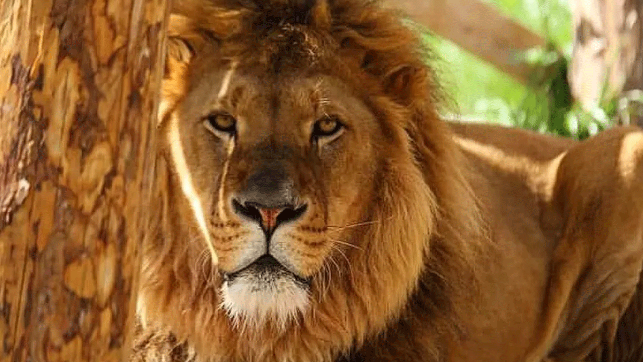 Antalya'da firari aslan paniği! Polisten evden çıkmayın uyarısı!