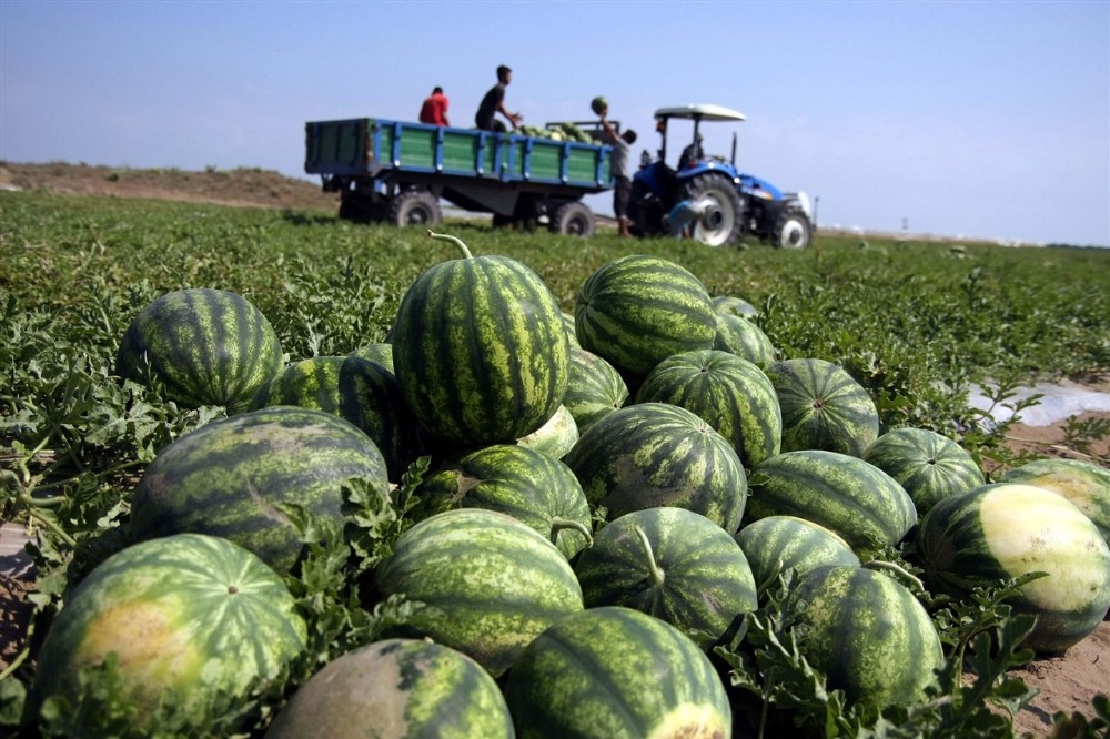 Antalya’da karpuz üretimi 500 bin tona ulaştı 