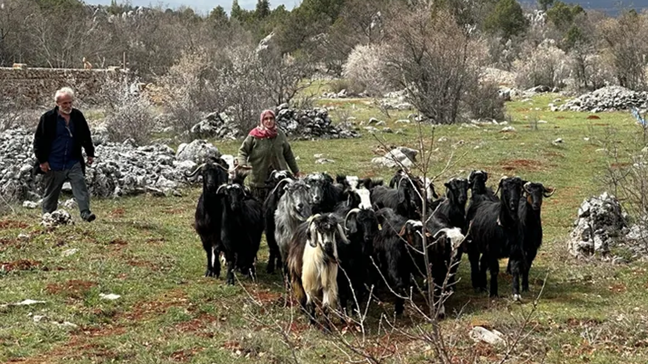 Antalya'da kaybolan keçiler bulundu!