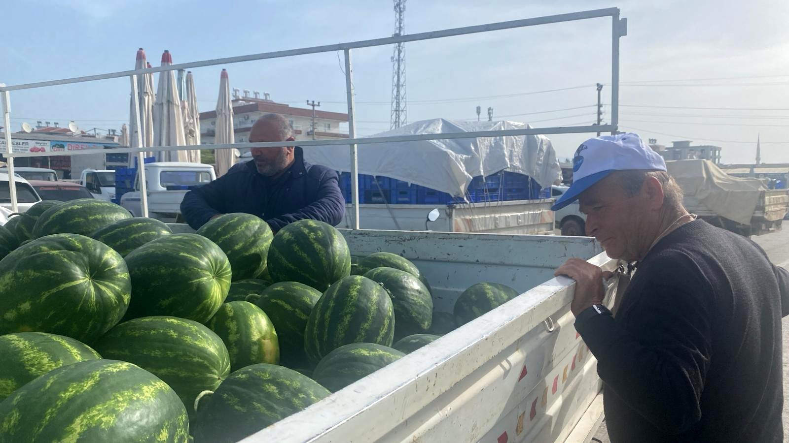 Antalya'da kış ortasında ekilen karpuzlar meyve verdi!