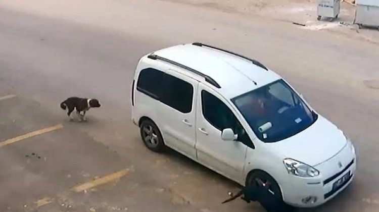 Antalya'da köpeği ezen sürücüye 1097 lira ceza