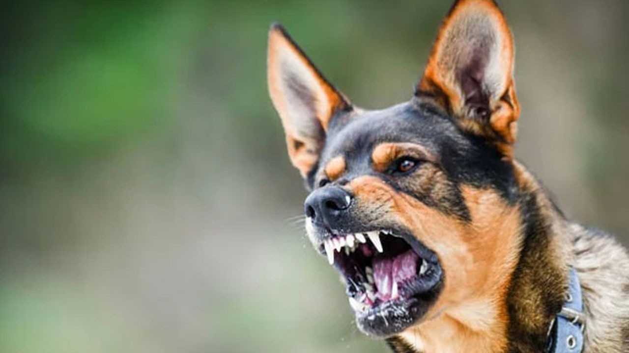 Antalya'da korku dolu anlar! Sokak köpekleri 8 yaşındaki çocuğa saldırdı