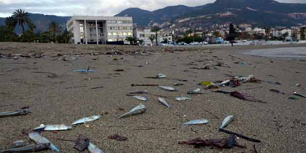 Antalya'da korkutan olay! Yüzlercesi kıyıya vurdu
