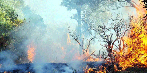 Antalya'da korkutan orman yangını