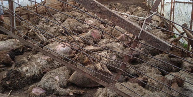 Antalya'da kurt saldırısı: 243 koyun telef oldu!