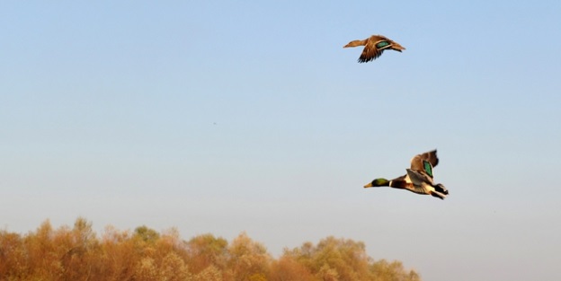 Antalya’da kuşlar için gizli operasyon! İzinsiz numune alan 4 kişiye rekor ceza