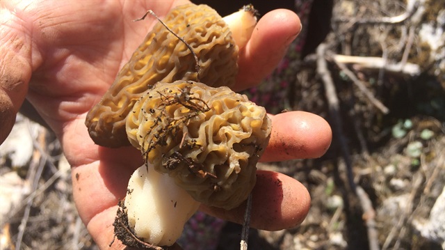 Antalya'da kuzugöbeği mantarı sezonu başladı