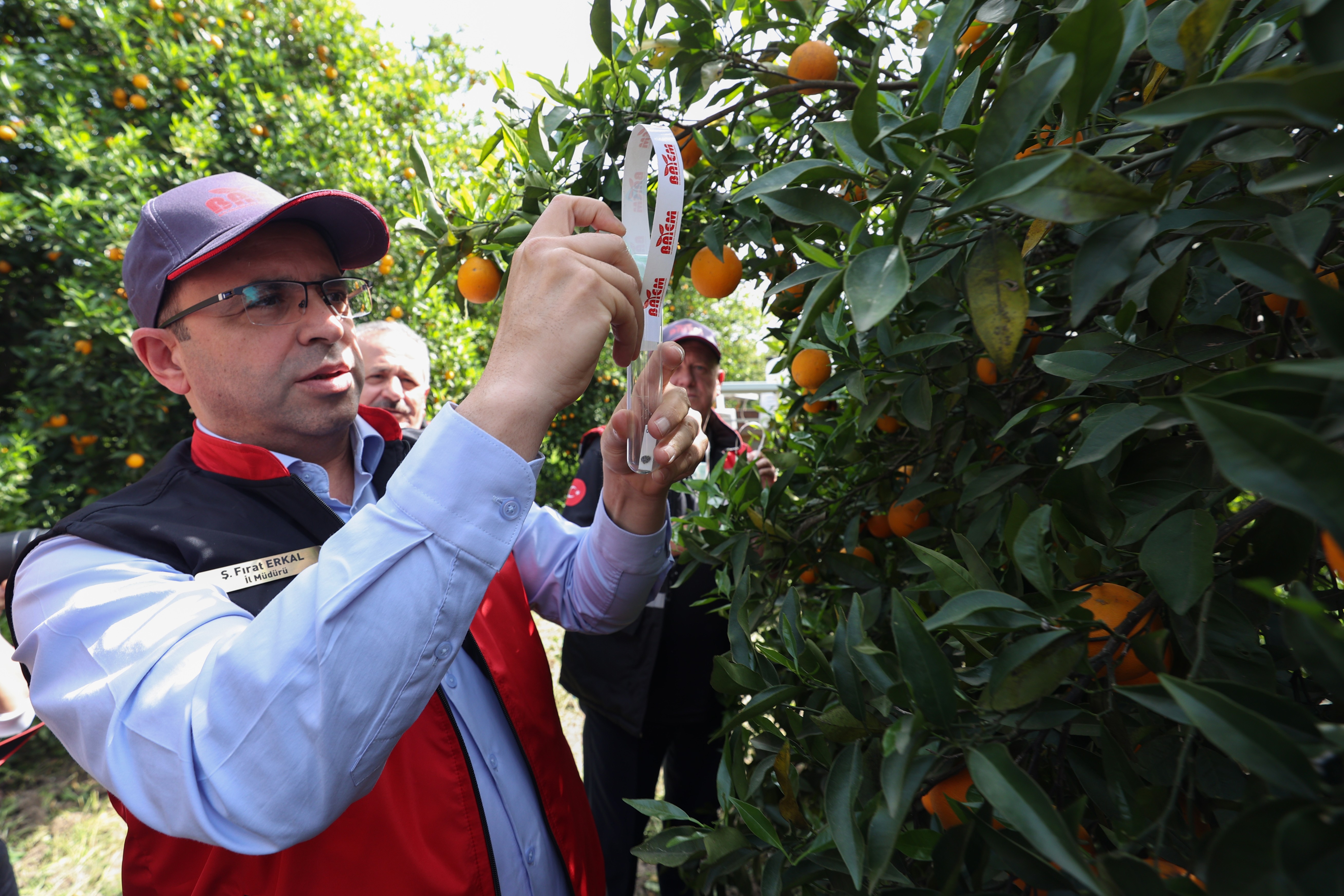 Antalya'da narenciye bahçelerine faydalı böcek salındı!