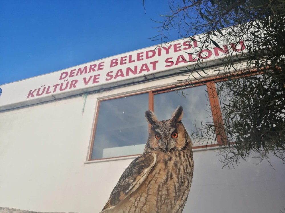 Antalya’da nesli tükenmek üzere olan ‘puhu baykuşu’ bulundu 