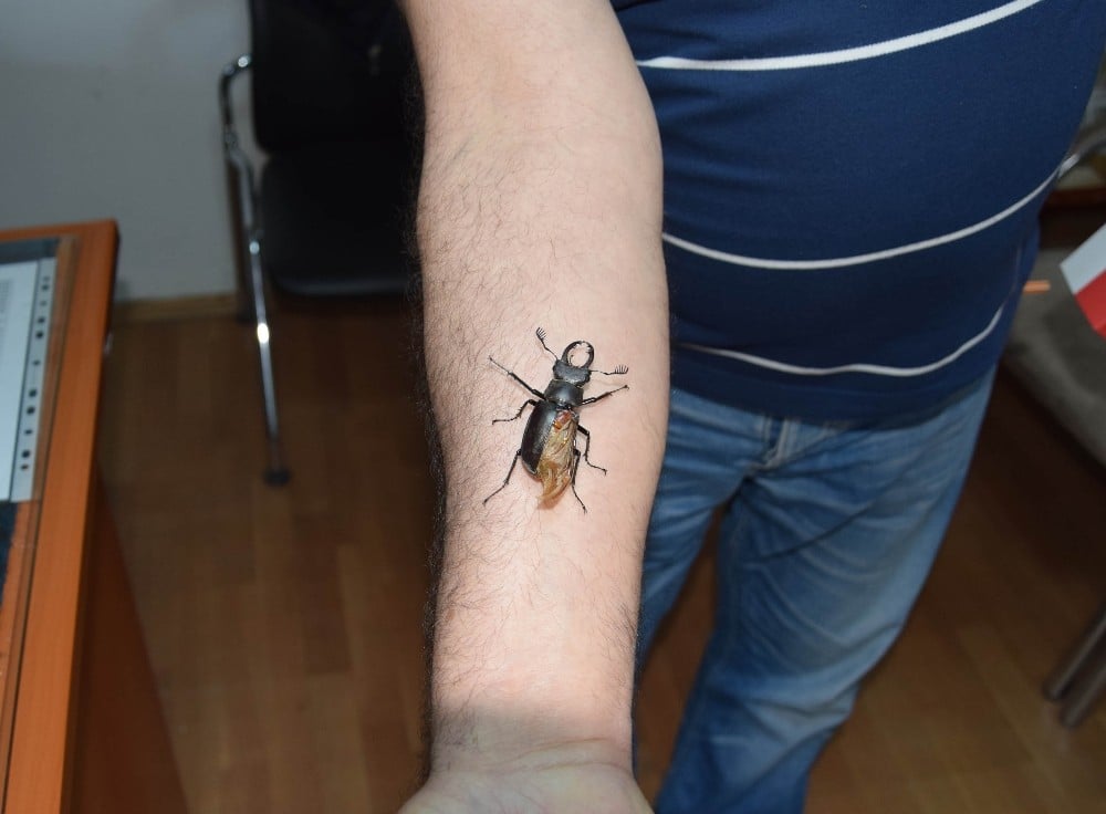 Antalya’da nesli tükenmekte olan geyik böceği bulundu 