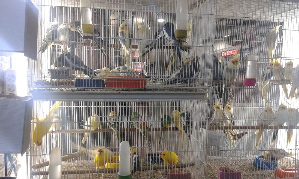 Antalya’da petshoplara denetim 