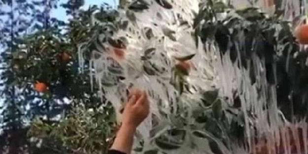Antalya'da portakal ve limon ağaçları buz tuttu