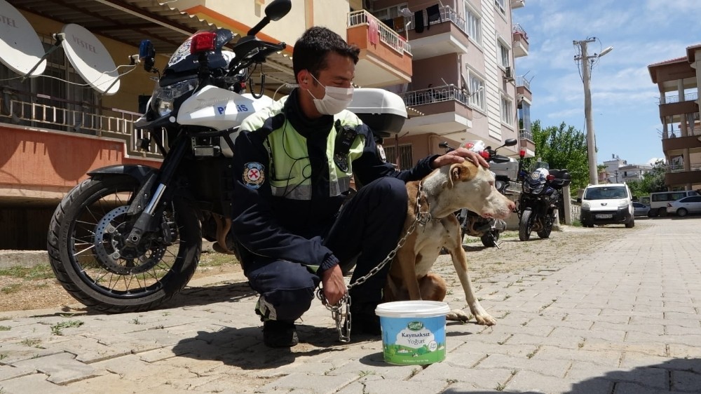 Antalya’da şahin polis ekipleri, sokakta yaşayan sahipsiz hayvanlar için seferber oldu 