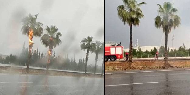 Şaşkınlık veren olay! Yıldırım düşen palmiye ağaçları alev alev yandı