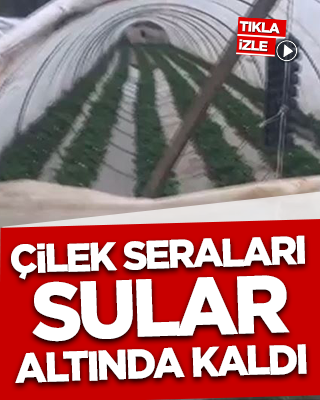 Antalya'da şiddetli yağış! Çilek seraları sular altında kaldı