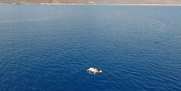 Antalya'da şok eden görüntü! 'Denizden çıkarmak mümkün değildi...'