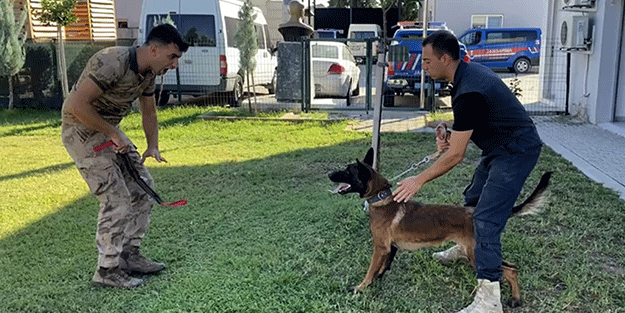 Sokaktan kurtarılan 'Zalım' köpek jandarmayla operasyonlara katılacak